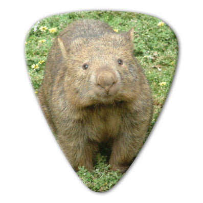 Australian Animals - Wombat Picks (10 pack)