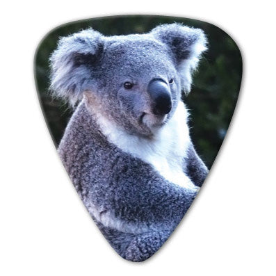 Australian Animals - Koala Picks (10 pack)