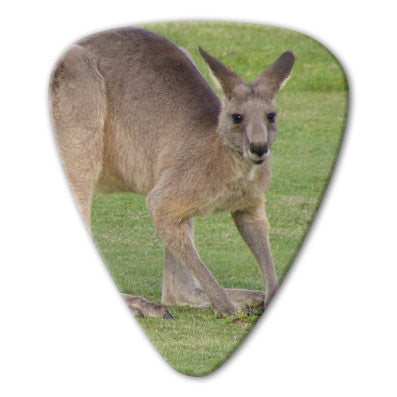 Australian Animals - Kangaroo Picks (10 pack)